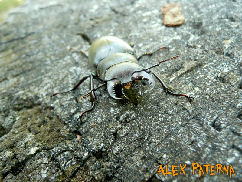 Piccola colonia di Lucanus Tetraodon